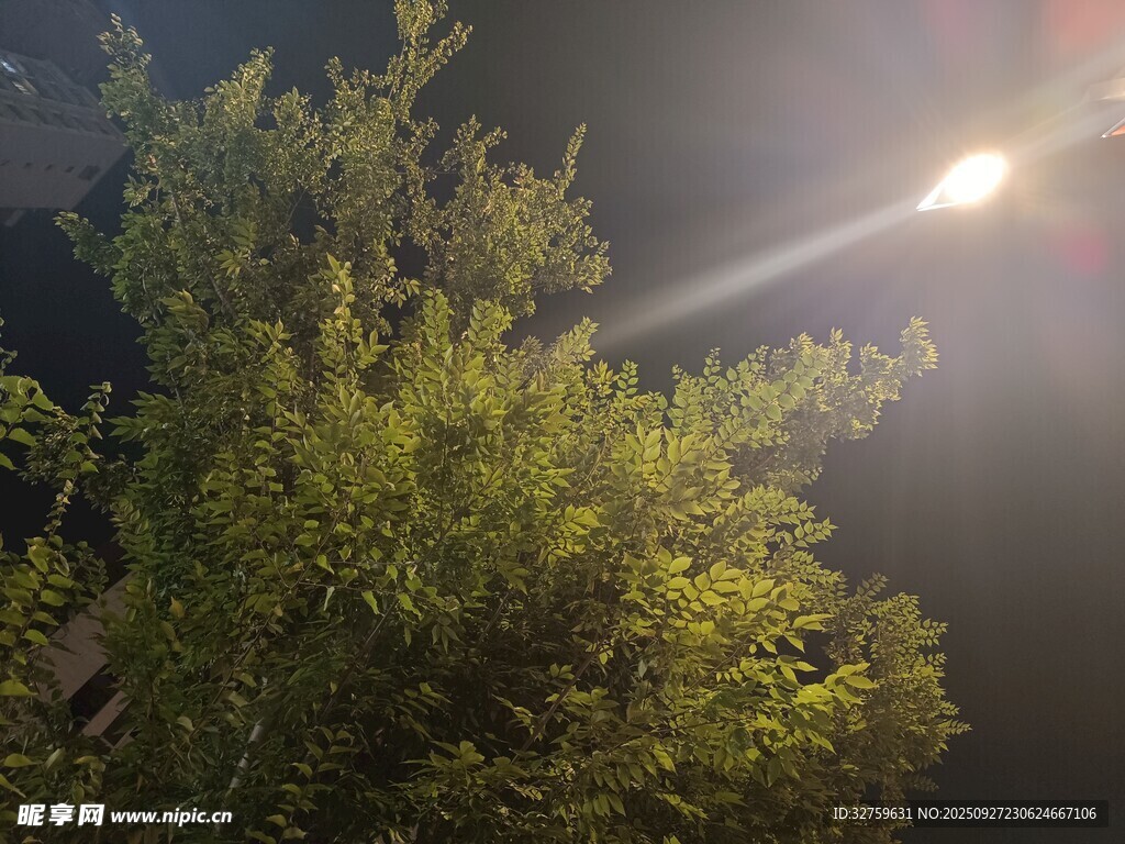 夜晚樹(shù)間的光束