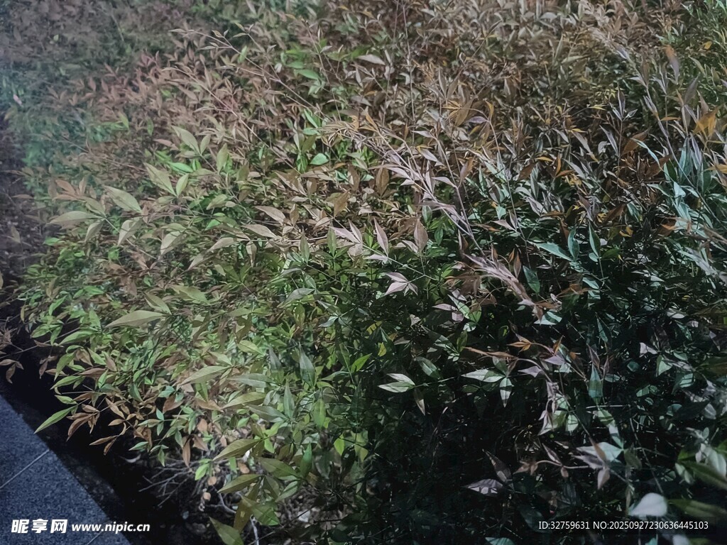 路邊多彩植物景觀