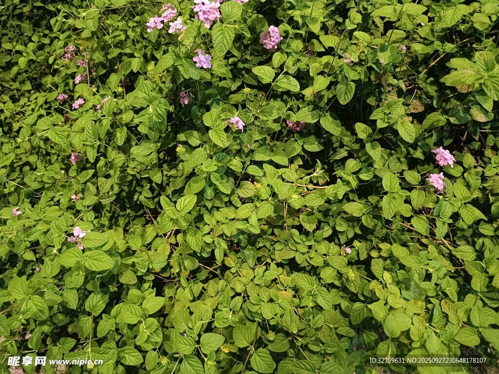 綠葉叢中綻放的粉色小花