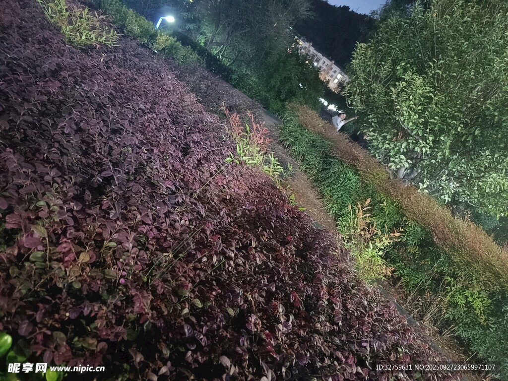 夜幕下多彩植物景觀