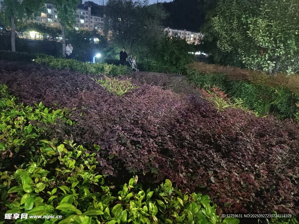 夜晚綠植景觀