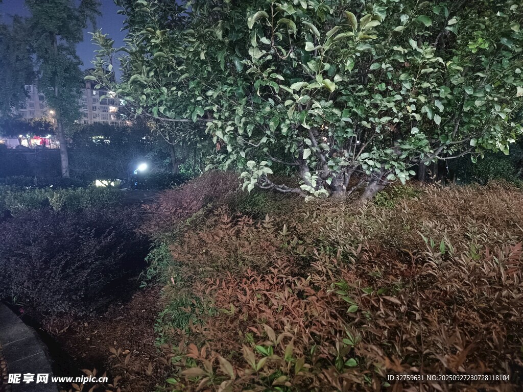 夜晚中的綠植景觀