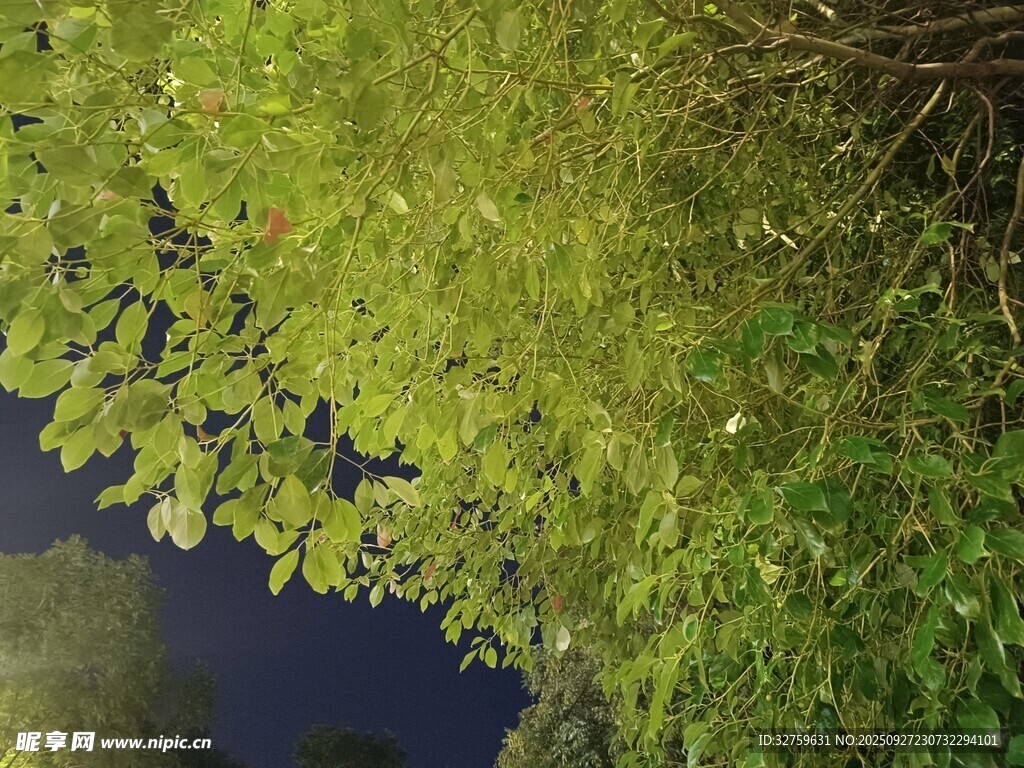 綠葉覆水間的自然景致