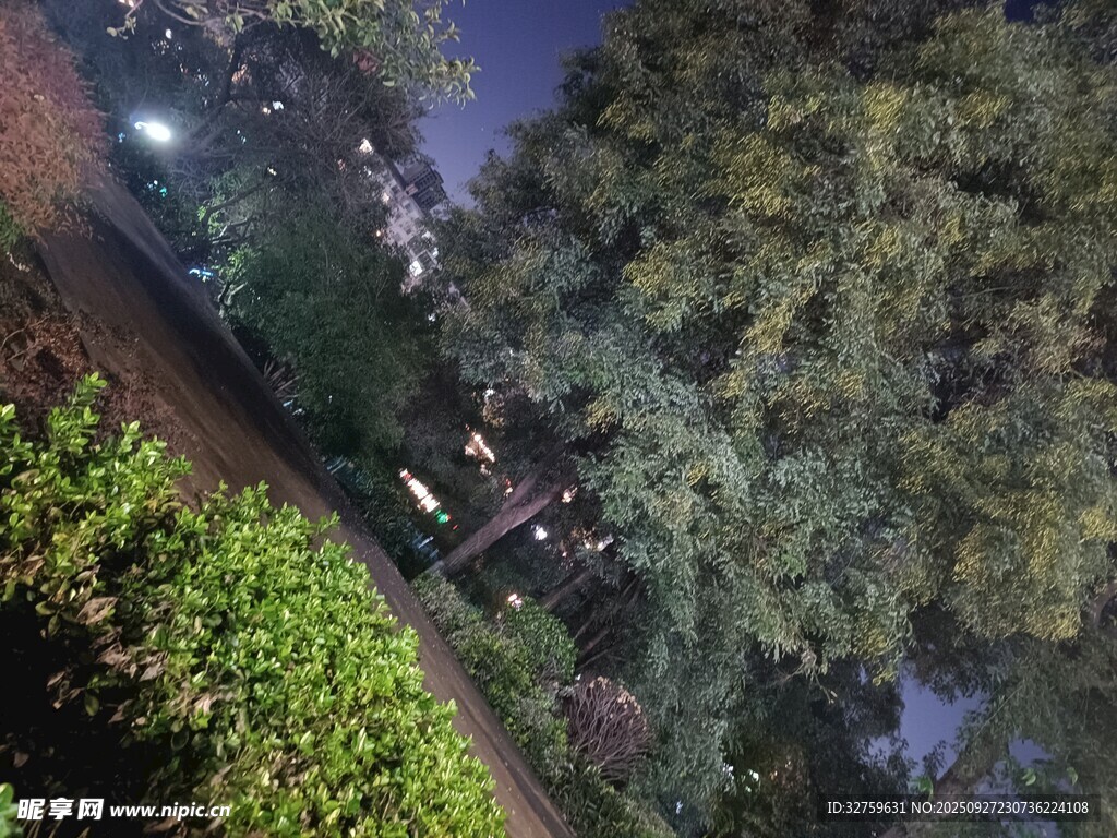 夜晚繁茂樹(shù)林中的靜謐景象
