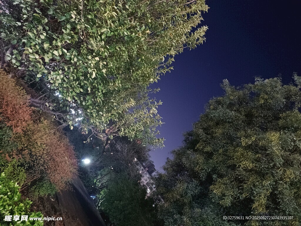 夜晚林間景色