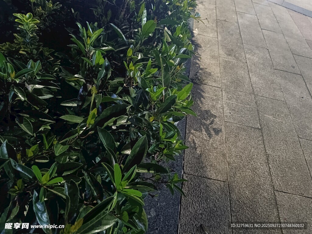路邊綠植與水泥路面
