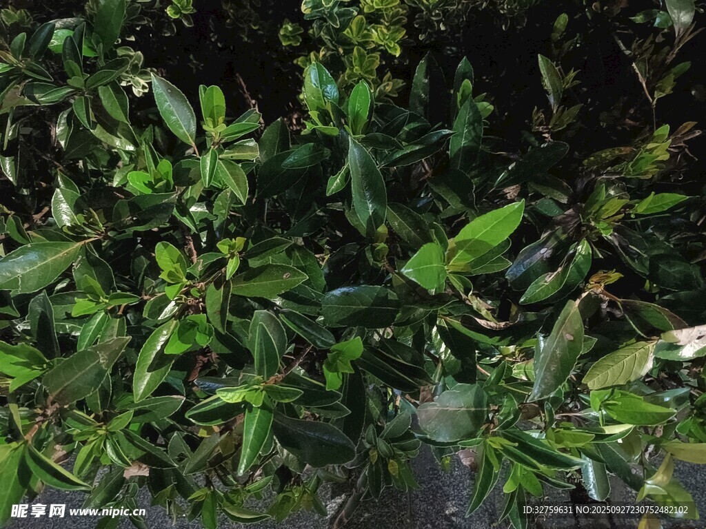 翠綠繁茂的植物枝葉