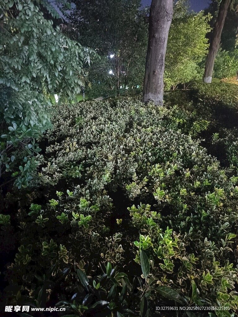 夜晚綠植景觀