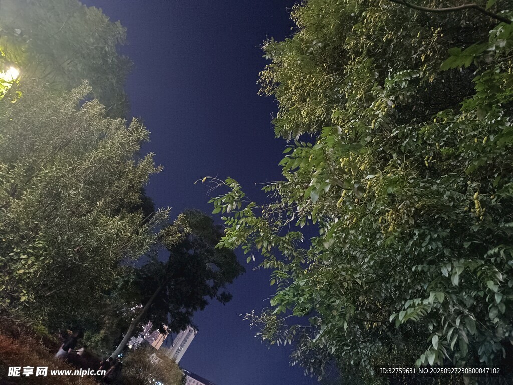 夜幕下的繁茂樹(shù)木