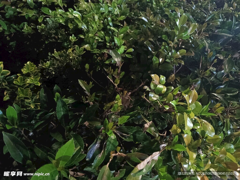 繁茂綠植景象