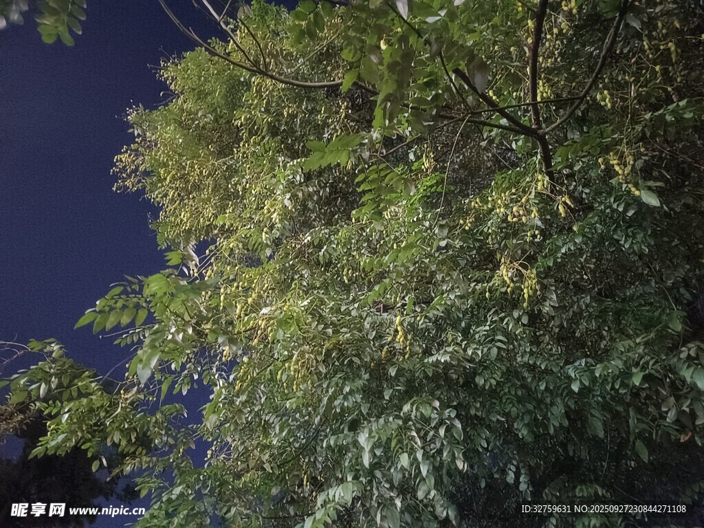 夜空下的蔥郁樹木