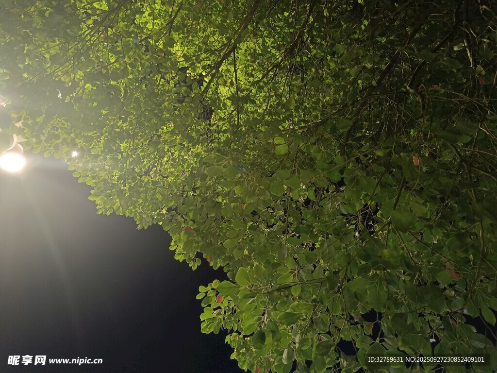 夜晚樹下的微光景象