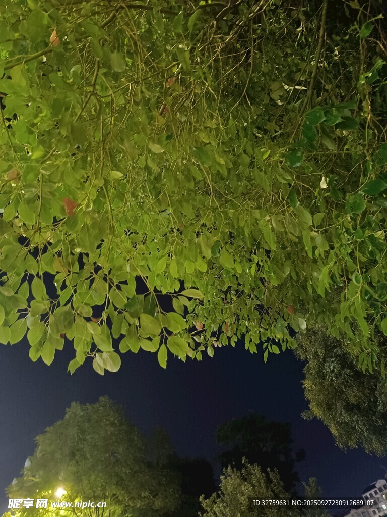 夜幕下的繁茂樹冠