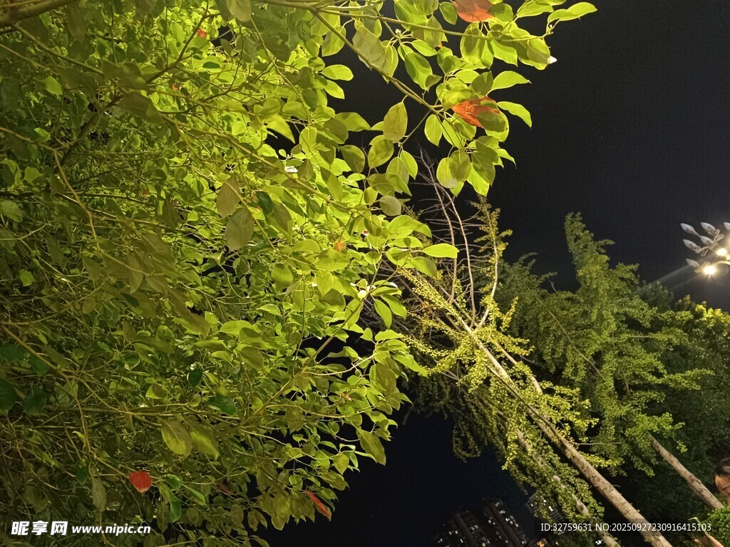夜下綠植 