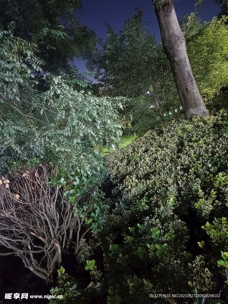 夜晚森林中的繁茂植物景觀
