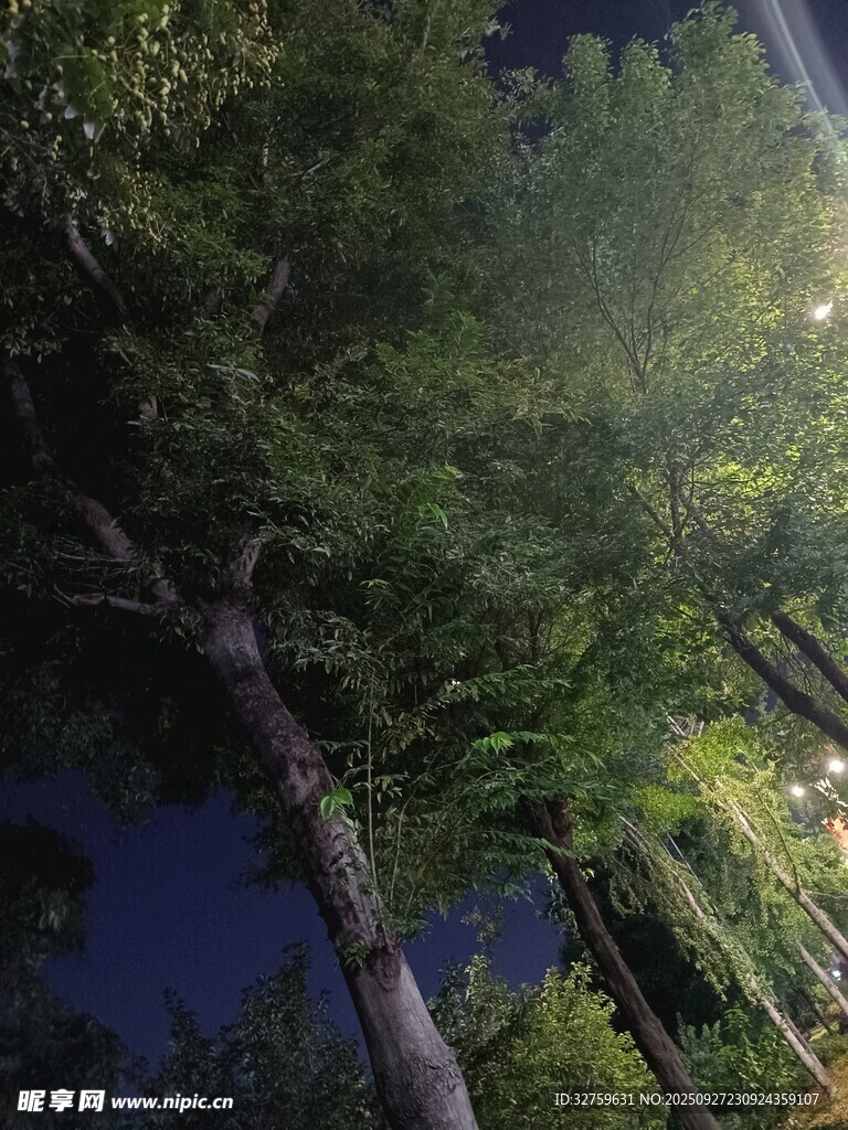 夜晚林間景象