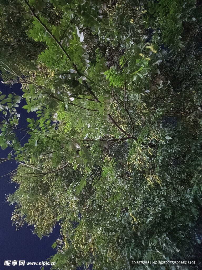 夜空下繁茂的綠色植物