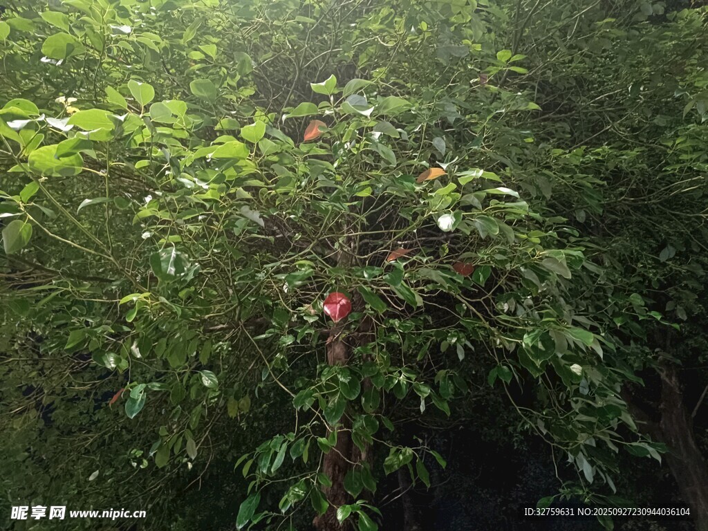 綠葉間的嬌艷花朵