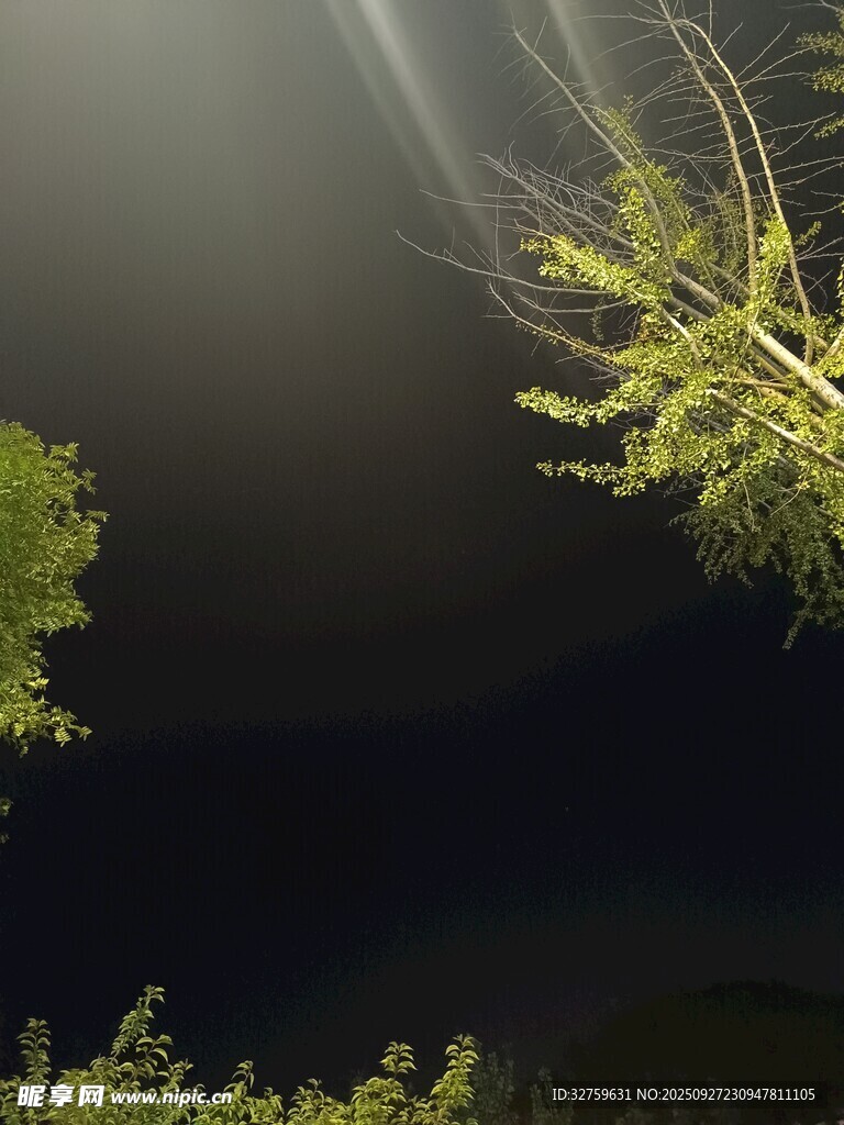 夜空中的發(fā)光樹枝