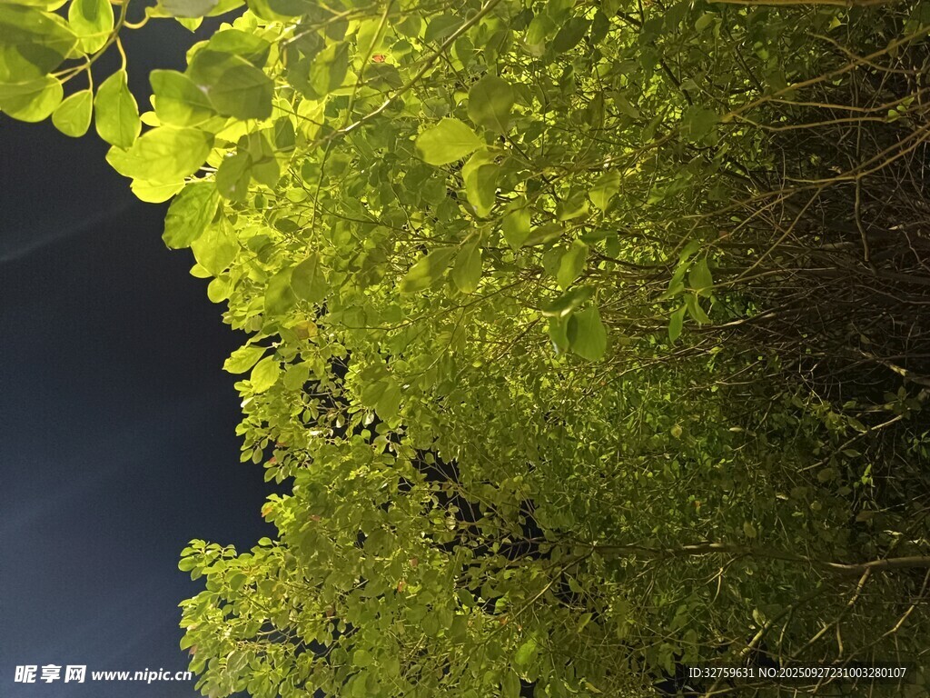 綠葉映襯下的深邃夜空