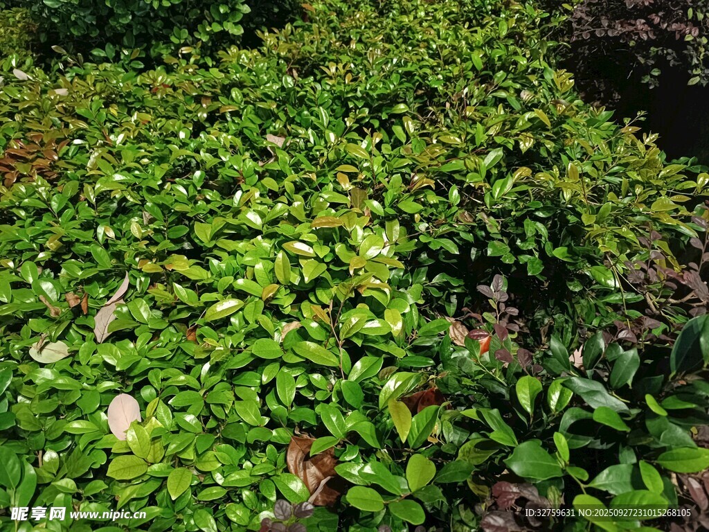 翠綠繁茂的低矮植物群落