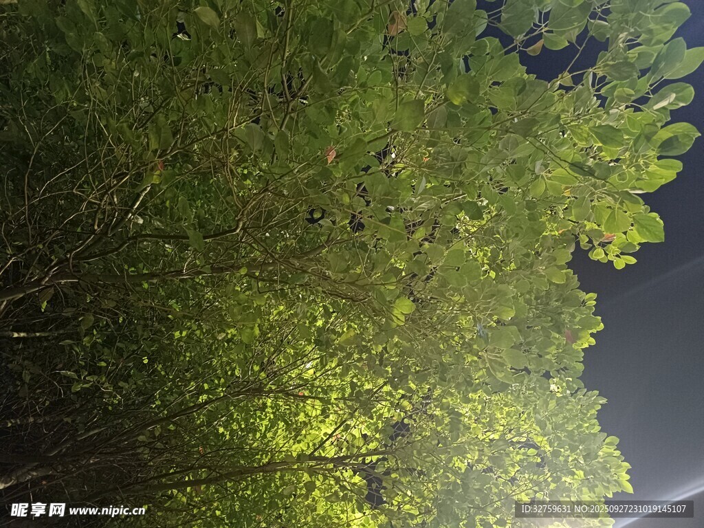 夜晚中的蔥郁樹林