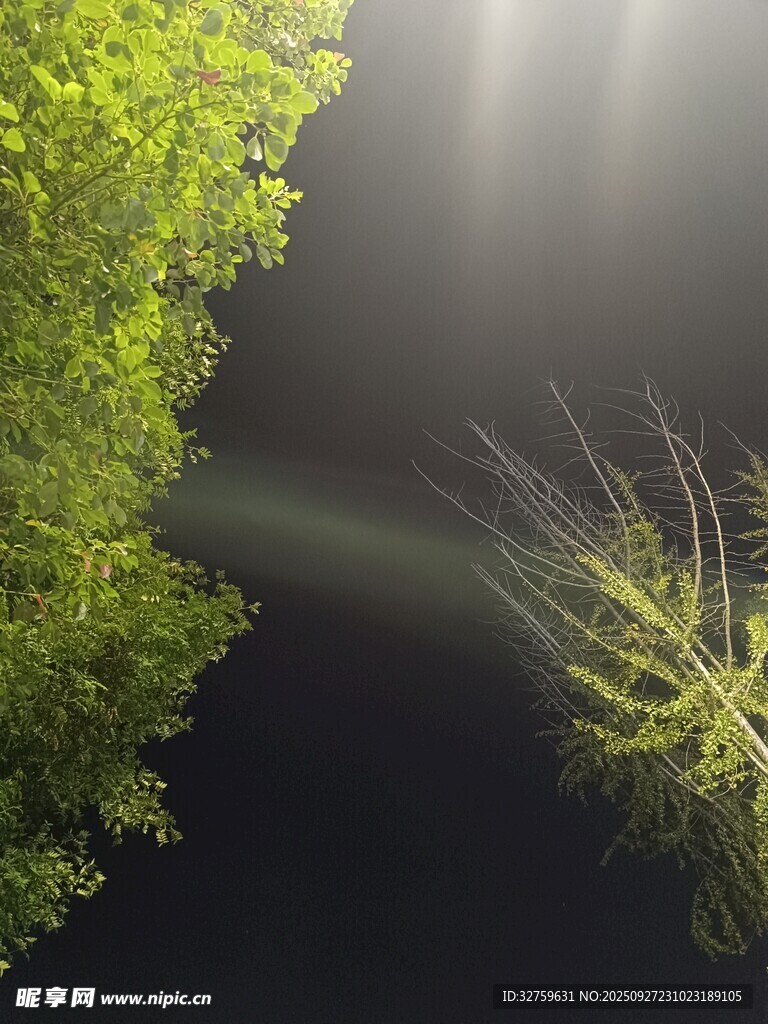 林間光束穿透綠意生機