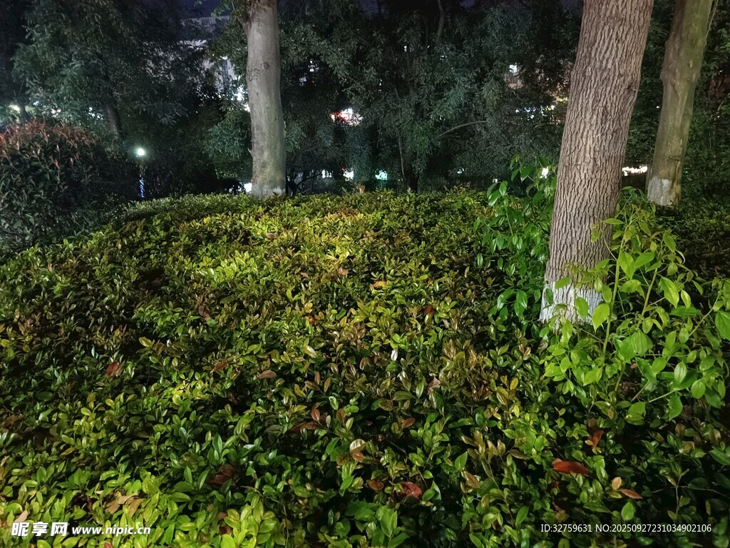 夜晚林間繁茂綠植景觀