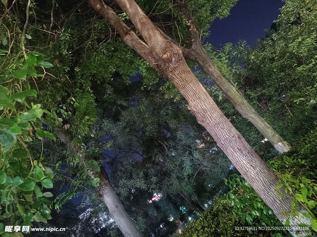 森林中高聳入云的大樹