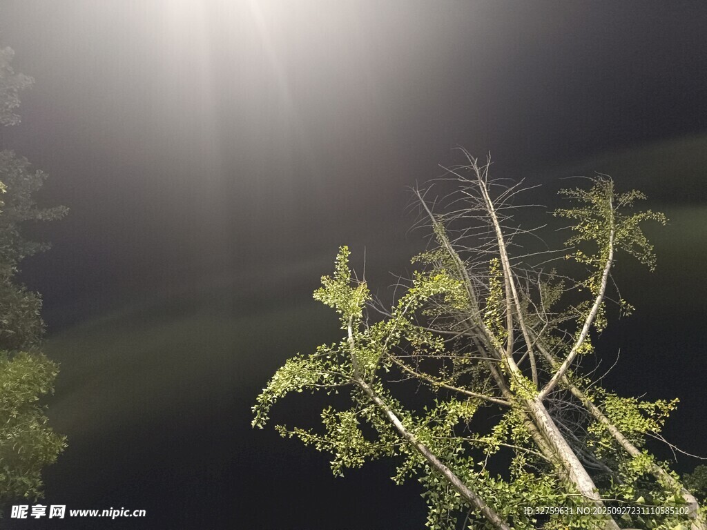 夜中微光下的綠植枝干