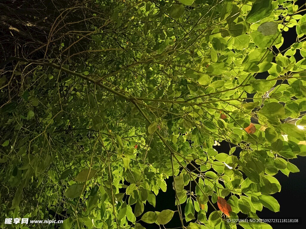 繁茂綠葉展現(xiàn)自然生機(jī)