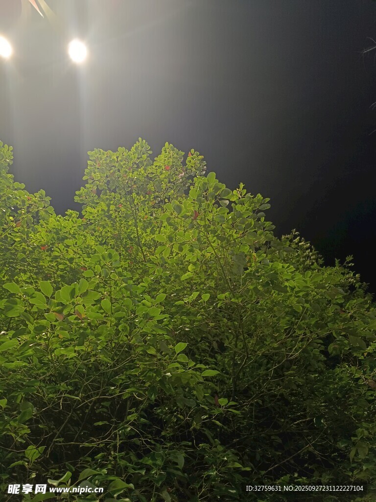 夜晚燈光下的蔥郁綠植