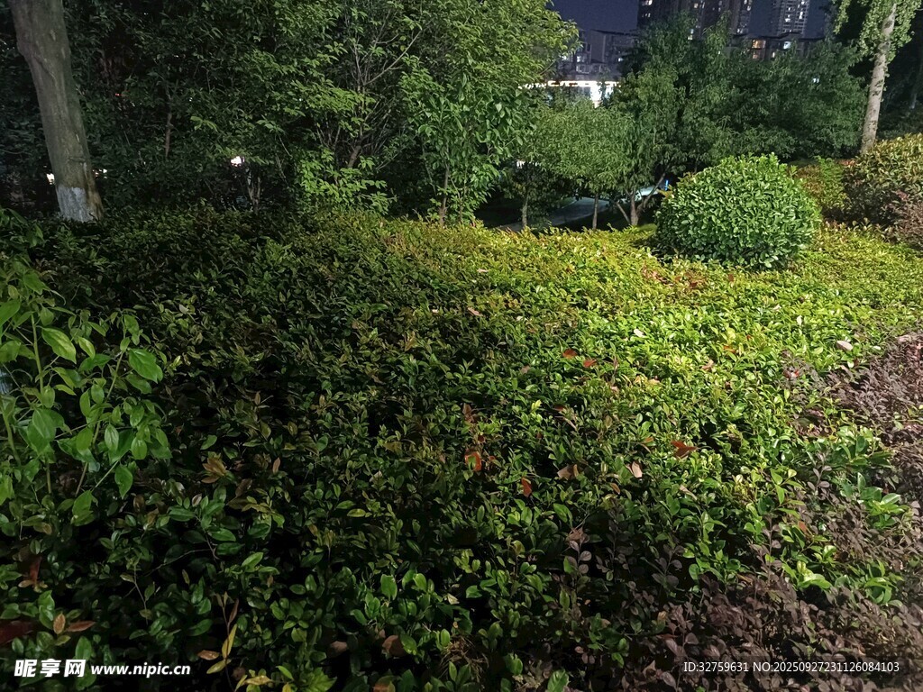 綠意盎然的戶外植物景觀