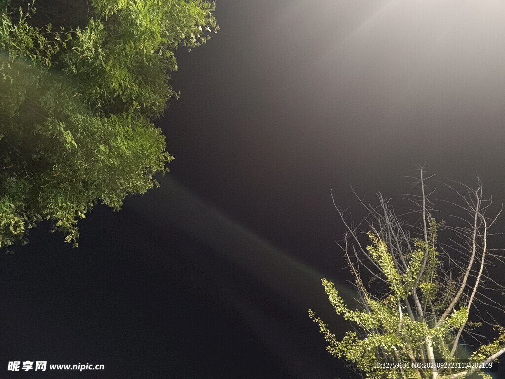 夜空中的樹(shù)影與光束