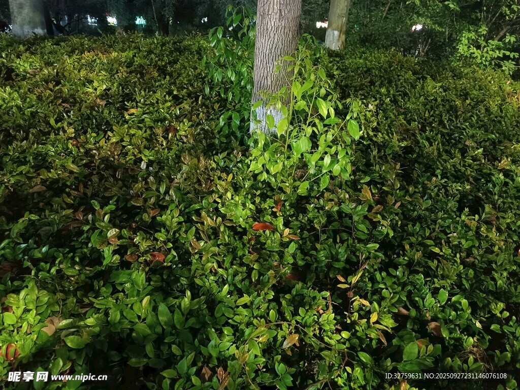夜晚綠植叢中的樹木