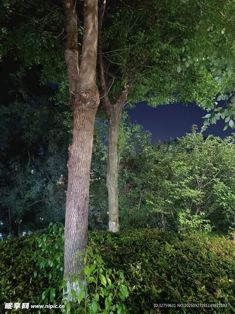 夜晚林間樹木與綠植景觀