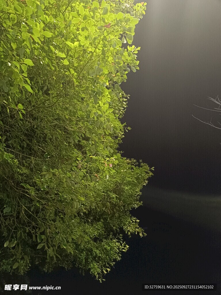綠蔭下的神秘幽暗空間