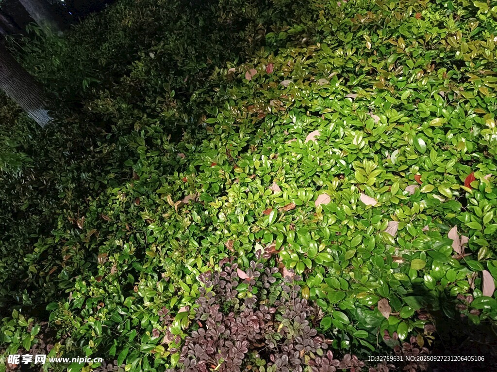 林間翠綠苔蘚覆蓋地面