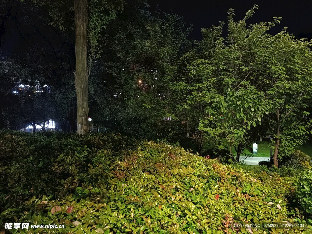 夜晚綠植景觀