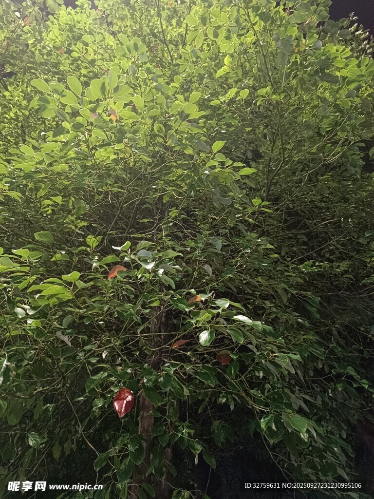 茂密綠植中的嬌艷花朵