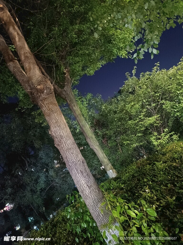 仰望夜空下的繁茂樹木