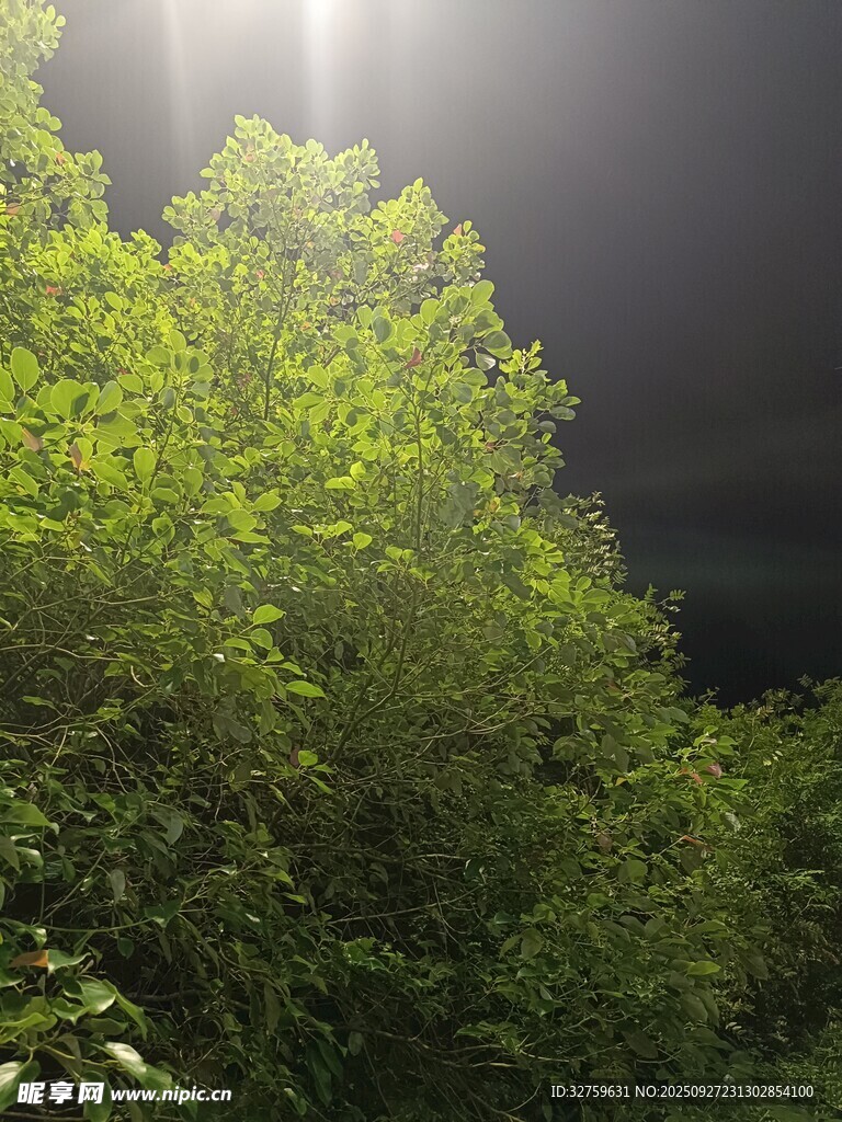 林間晨光灑向蔥郁草木