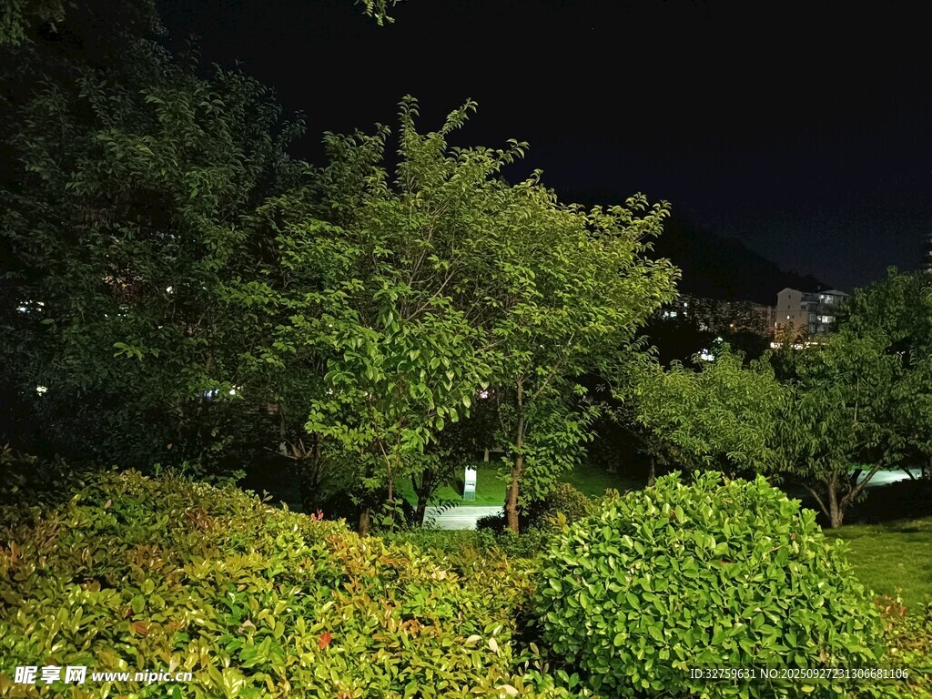 夜晚綠植景觀