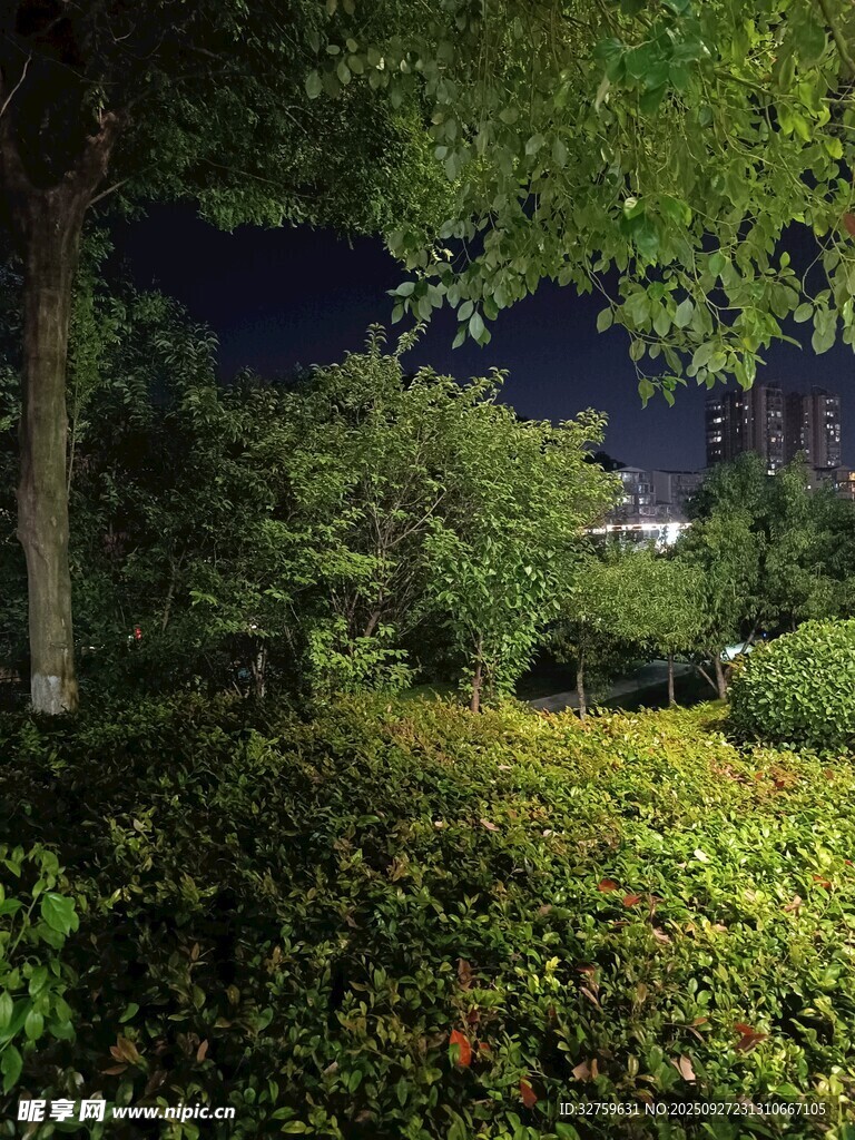 夜晚靜謐的綠植景觀