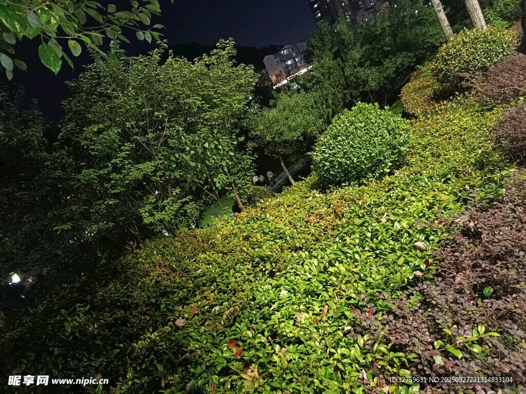 夜晚綠植景觀