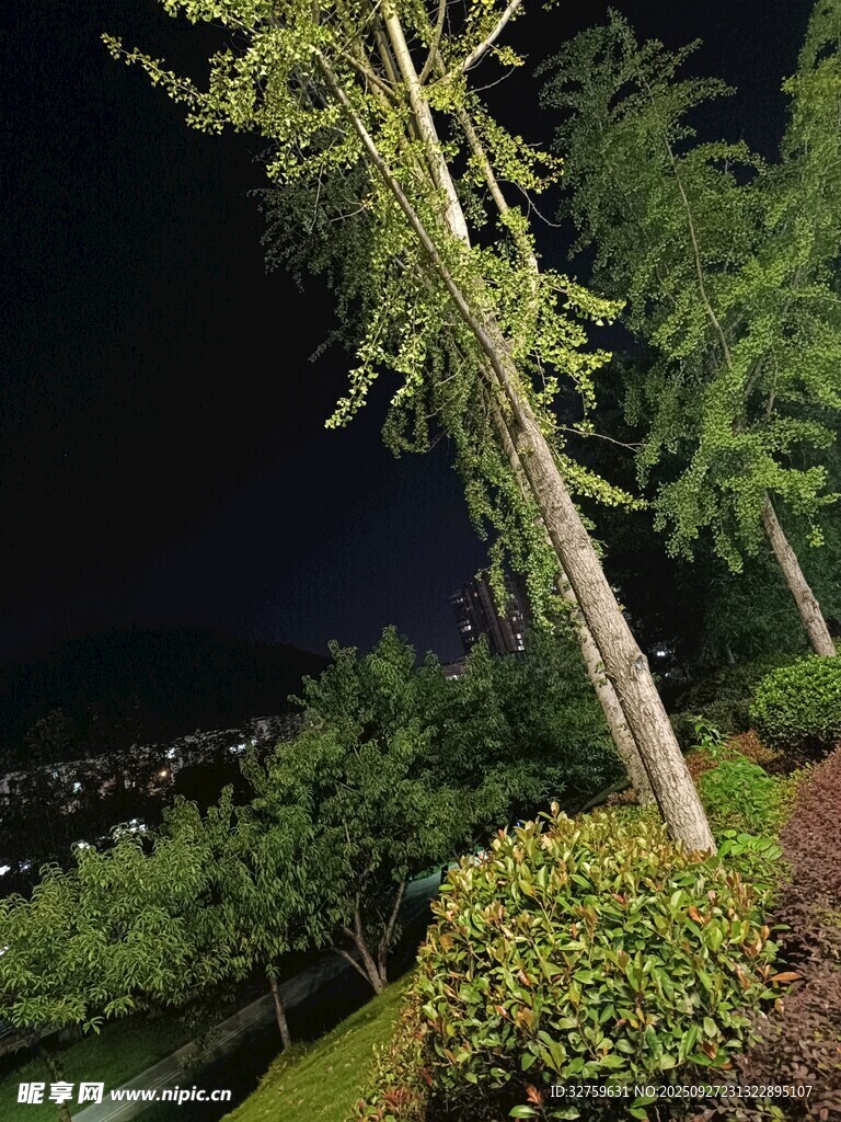 夜晚園林中的樹木與灌木