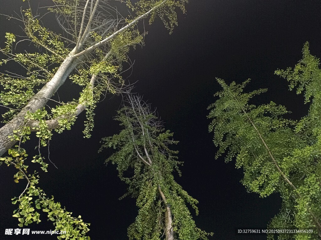 夜幕下的挺拔樹木