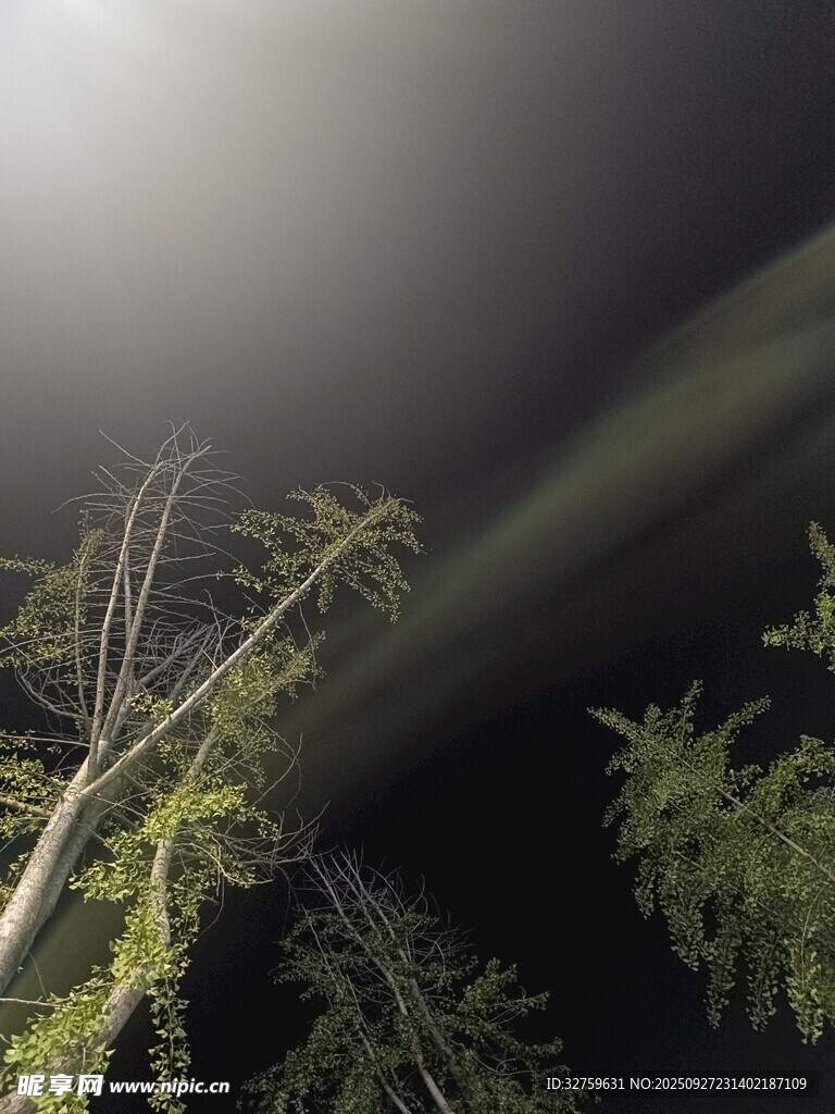 夜空中的樹枝與光束
