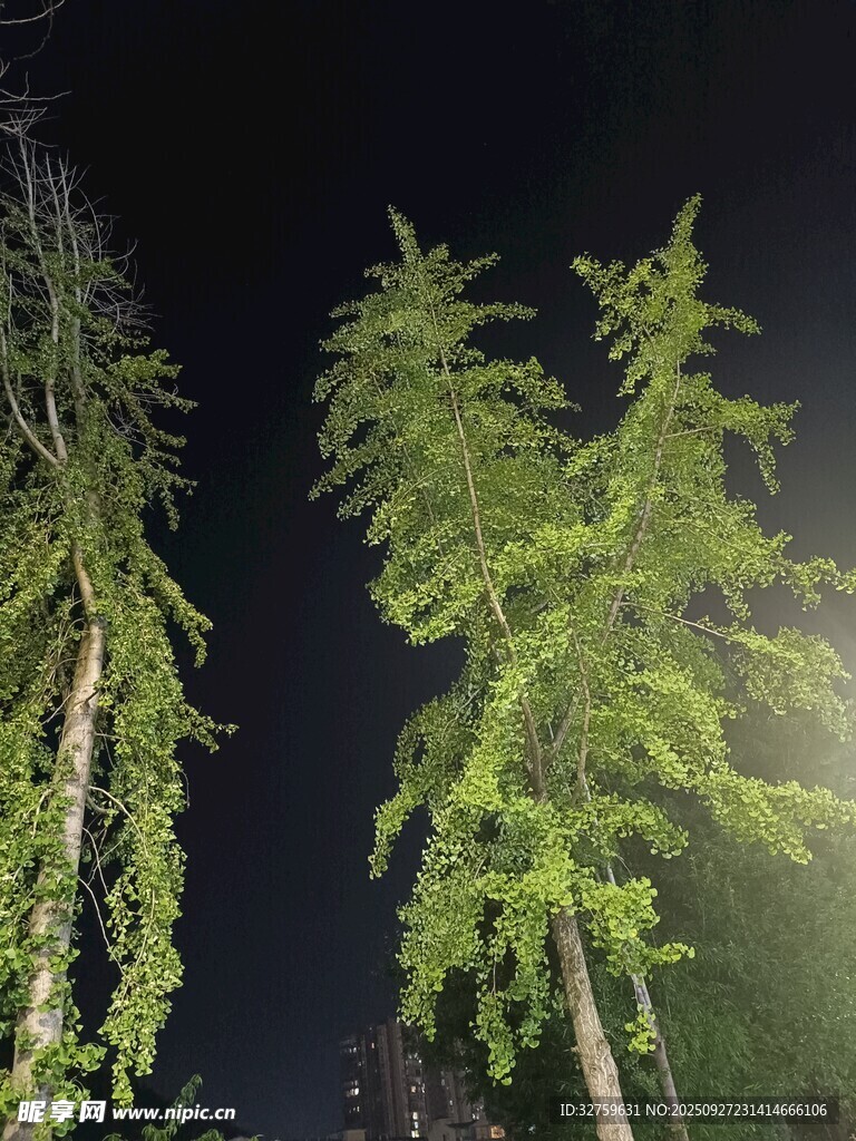 夜間樹木特寫