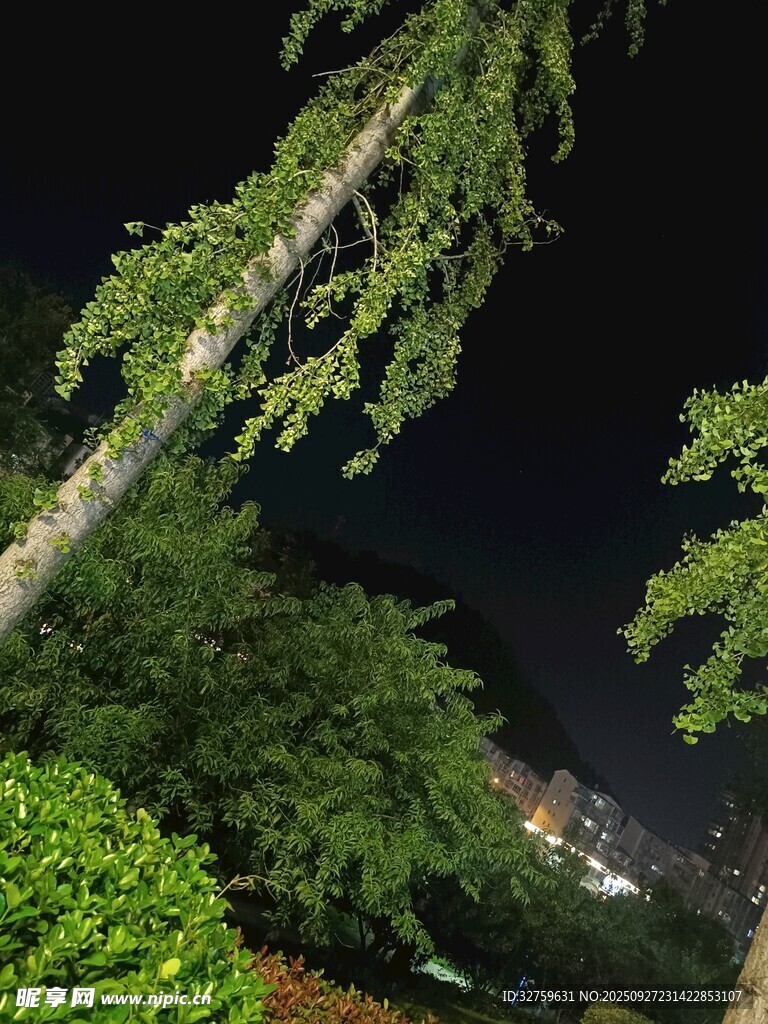 夜晚綠植景觀